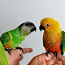 Продается птенцы Сенегальского попугая (фото #2)