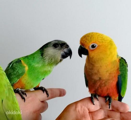 Продается птенцы Сенегальского попугая (фото #2)