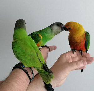 Müüa Senegali papagoi tibud (3 foto / 8)