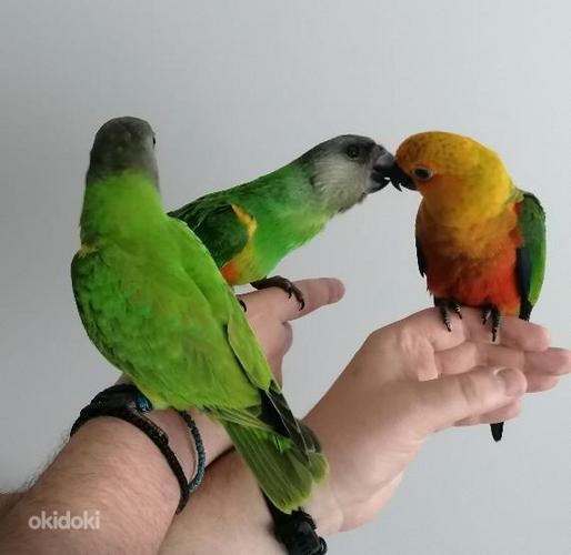 Müüa Senegali papagoi tibud (foto #5)