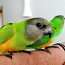 Продается птенцы Сенегальского попугая (фото #1)