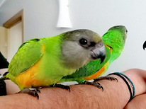 Продается птенцы Сенегальского попугая