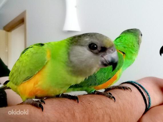 Продается птенцы Сенегальского попугая (фото #1)