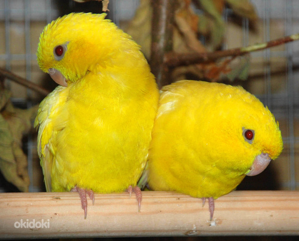 Тырнақпен тырнау Әйелі мен өгей баласы секс сағаты