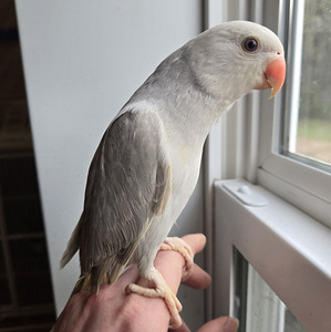 Krameri rõngaskaelparakee pojad, (2 foto / 7)