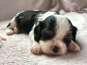 Cavalier King Charles Spanieli kutsikas (1 foto / 1)