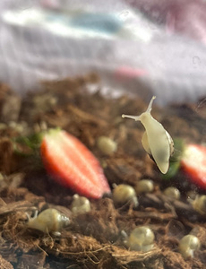 Achatina fulica rodatzi albino