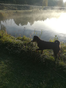 Appenzeller sennenhund (5 foto / 5)