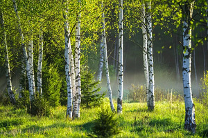 Продажа березовых бревен (1 фото из 1)
