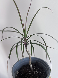 Draakonipuu. Dracaena marginata (2 foto / 2)