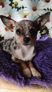 Chihuahua (3 foto / 3)