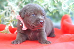 Labradori retriiver (5 foto / 8)