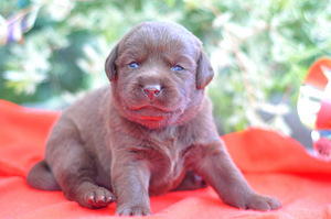 Labradori retriiver (6 foto / 8)