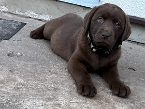 Labradori retriiver (1 foto / 10)