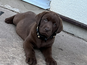 Labradori retriiver (4 foto / 10)