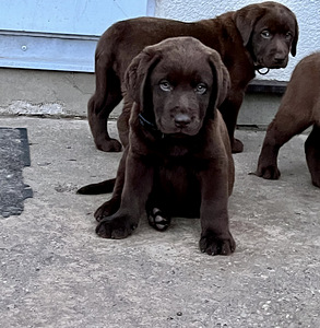 Labradori retriiver (5 foto / 10)