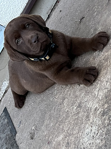 Labradori retriiver (6 foto / 10)