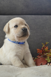 Labradori retriiver (2 foto / 10)