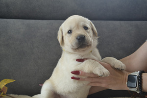 Labradori retriiver (3 foto / 10)
