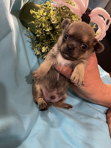 Chihuahua (1 foto / 9)