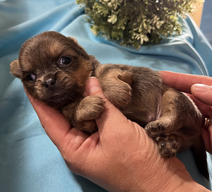 Chihuahua (6 foto / 9)