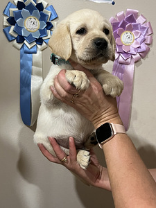 Labradori retriiver (2 foto / 10)