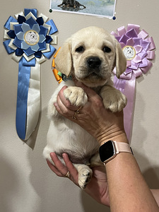 Labradori retriiver (3 foto / 10)