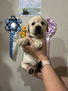 Labradori retriiver (5 foto / 10)