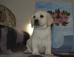 Labradori retriiver (2 foto / 10)