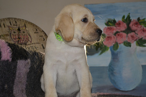 Labradori retriiver (7 foto / 10)