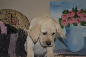 Labradori retriiver (8 foto / 10)