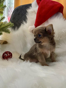 Chihuahua (2 foto / 9)