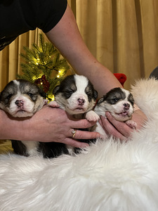 Walesi corgi pembroke (1 foto / 6)