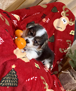 Вельш Корги Пемброк Welsh Corgi Pembroke (2 фото из 10)