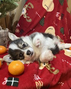 Вельш Корги Пемброк Welsh Corgi Pembroke (4 фото из 10)