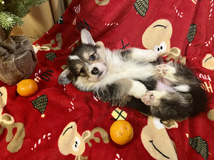 Вельш Корги Пемброк Welsh Corgi Pembroke (10 фото из 10)