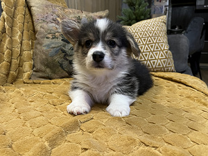 Walesi corgi pembroke (2 foto / 10)