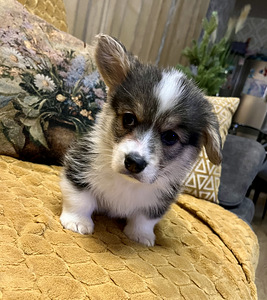 Walesi corgi pembroke (4 foto / 10)