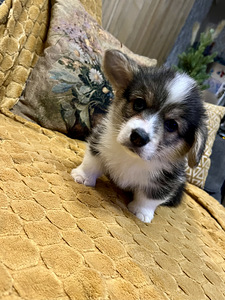 Walesi corgi pembroke (5 foto / 10)