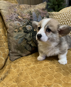 Walesi corgi pembroke (8 foto / 10)