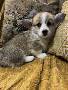Walesi corgi pembroke (10 foto / 10)