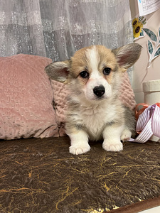 Walesi corgi pembroke (4 foto / 9)