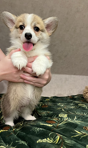 Walesi corgi pembroke (7 foto / 9)
