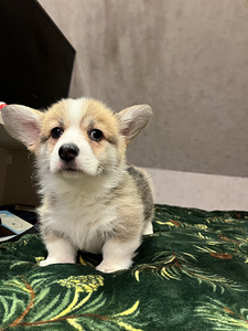Walesi corgi pembroke (8 foto / 9)