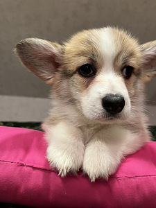 Walesi corgi pembroke (9 foto / 9)