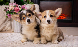 Walesi corgi pembroke (4 foto / 9)