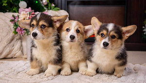 Walesi corgi pembroke (3 foto / 3)