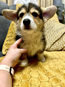 Walesi corgi pembroke kutsikad (4 foto / 4)