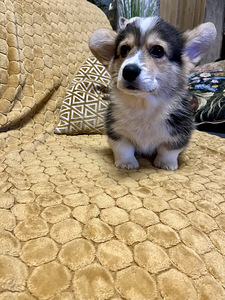 Walesi corgi pembroke kutsikad (4 foto / 5)