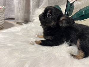 Chihuahua (9 foto / 9)